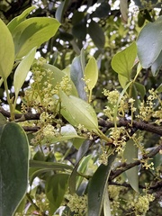 Griselinia littoralis