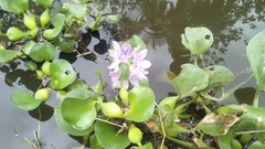 Pontederia crassipes