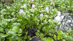 Pontederia crassipes