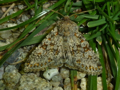 Polymixis flavicincta