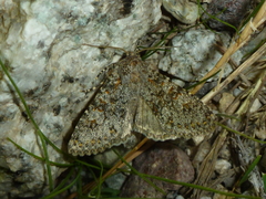 Polymixis flavicincta