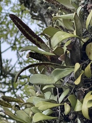 Pyrrosia eleagnifolia