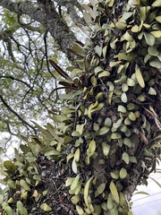 Pyrrosia eleagnifolia
