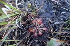 Drosera natalensis