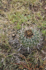 Echinofossulocactus crispatus