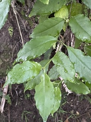 Geniostoma ligustrifolium