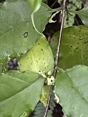 Geniostoma ligustrifolium