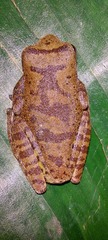 Leptomantis angulirostris