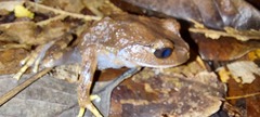 Leptobrachium