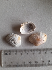 Irus griseus