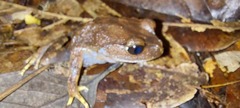 Leptobrachium