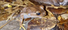 Leptobrachium