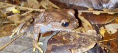 Leptobrachium