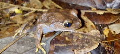 Leptobrachium