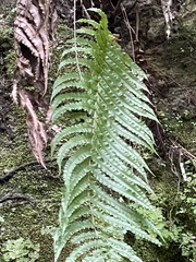 Blechnum novae-zelandiae