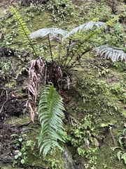 Blechnum novae-zelandiae