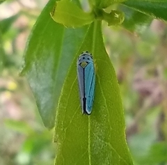 Graphocephala atropunctata