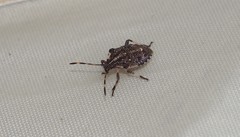 Oncocoris geniculatus