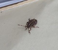 Oncocoris geniculatus