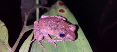 Leptobrachella arayai