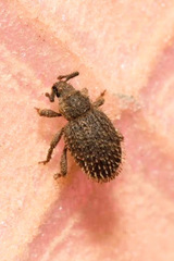 Cathormiocerus aristatus