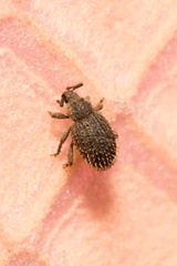Cathormiocerus aristatus