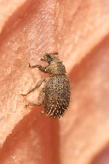 Cathormiocerus aristatus