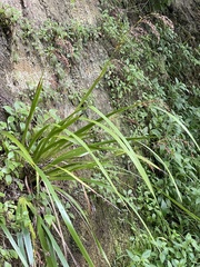 Machaerina sinclairii