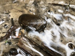 Hyridella narracanensis