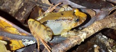 Limnonectes palavanensis