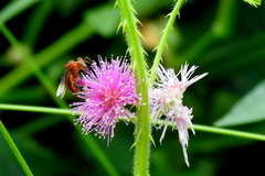 Tetragonilla atripes