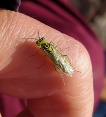 Rhogogaster punctulata