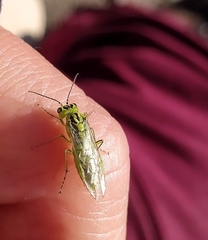 Rhogogaster punctulata