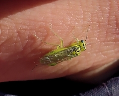 Rhogogaster punctulata