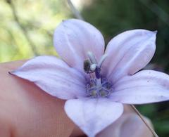 Wahlenbergia appressifolia