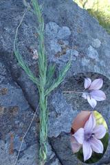 Wahlenbergia appressifolia