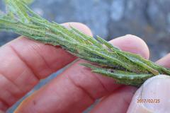 Wahlenbergia appressifolia