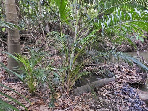 Areca Palm