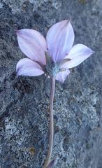Wahlenbergia appressifolia