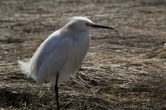 Egretta thula thula