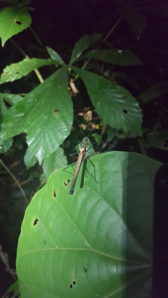 Pseudophasma inca