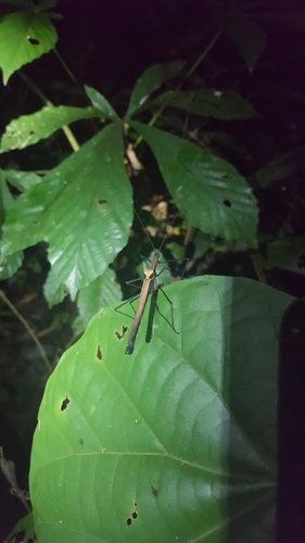 Pseudophasma inca