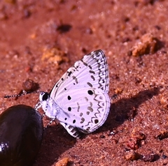 Megisba malaya