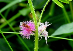 Tetragonilla atripes