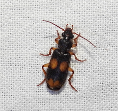 Omphrina