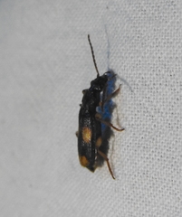 Omphrina