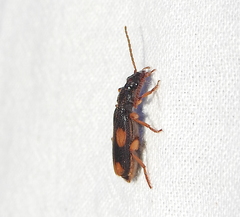 Omphrina