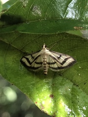 Perisyntrocha anialis