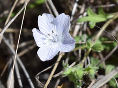 Nemophila menziesii