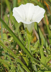 Calystegia sepium limnophila